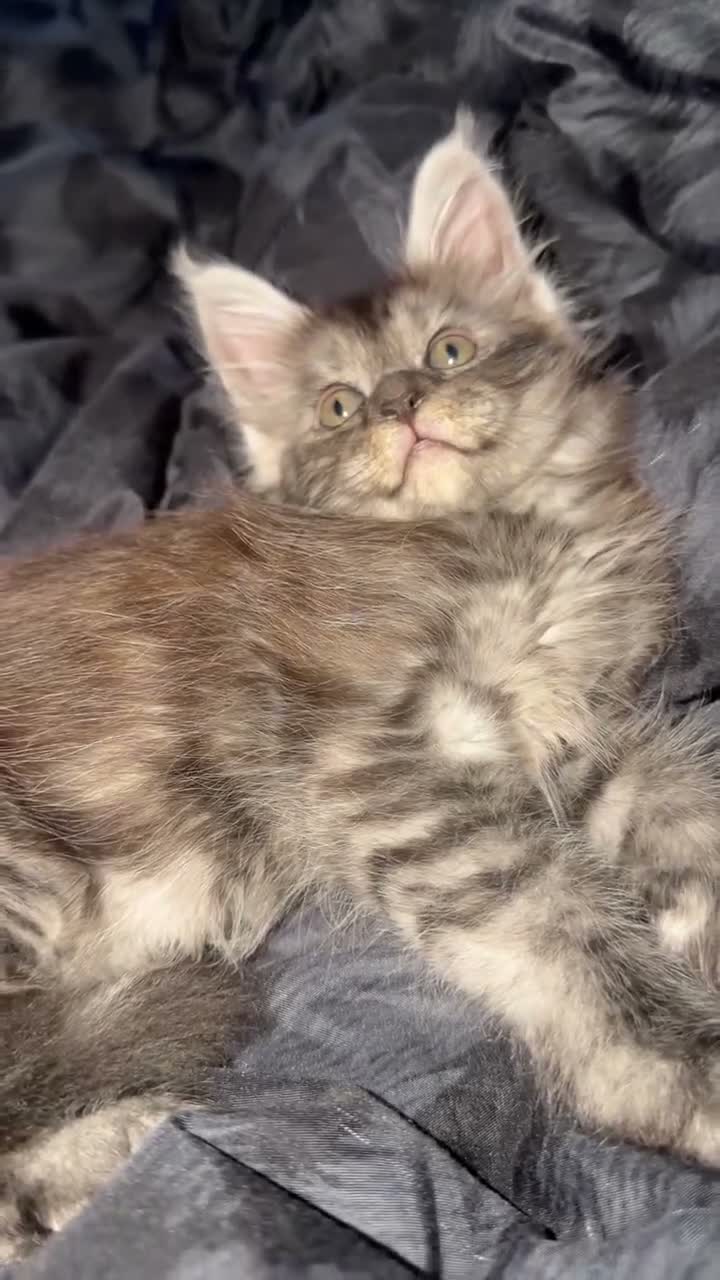 Maine Coon cats for sale: 2 beautiful mainecoon Russian line kittens  - Video 1