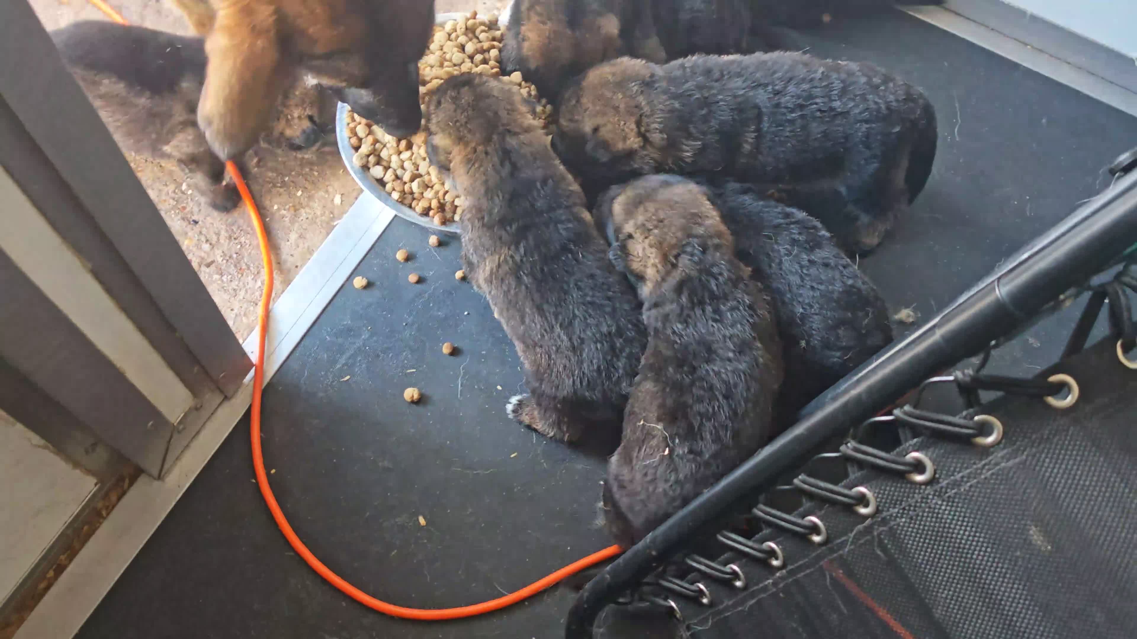 German Shepherd dogs for sale: German shepherd by Vom Geolupa Kennels  - Video 3