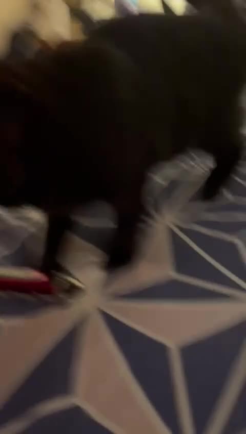 Mixed Breed cats for adoption: 1 yr rescue cat desperately needs family to love - Video 2