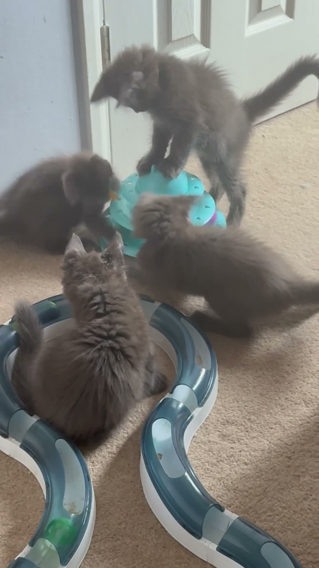 Maine Coon cats for sale: Stunning GCCF Russian Blue Maine Coons - Video 5