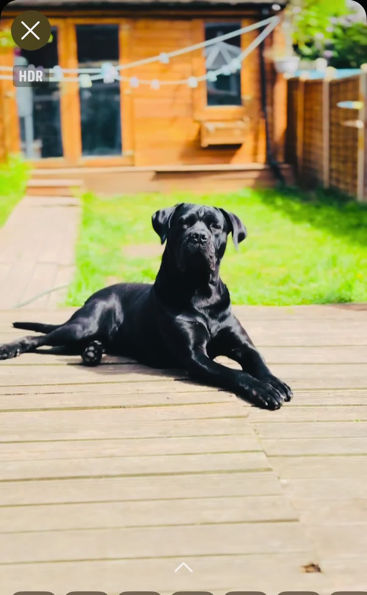 Cane Corso dogs for stud: Pure Jet-Black 70kg Cane Corso (Rare) in London - Video 1