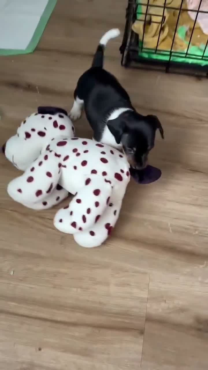 Jackshund dogs for sale: F2 generation miniature dachshund/Jack Russell  - Video 1