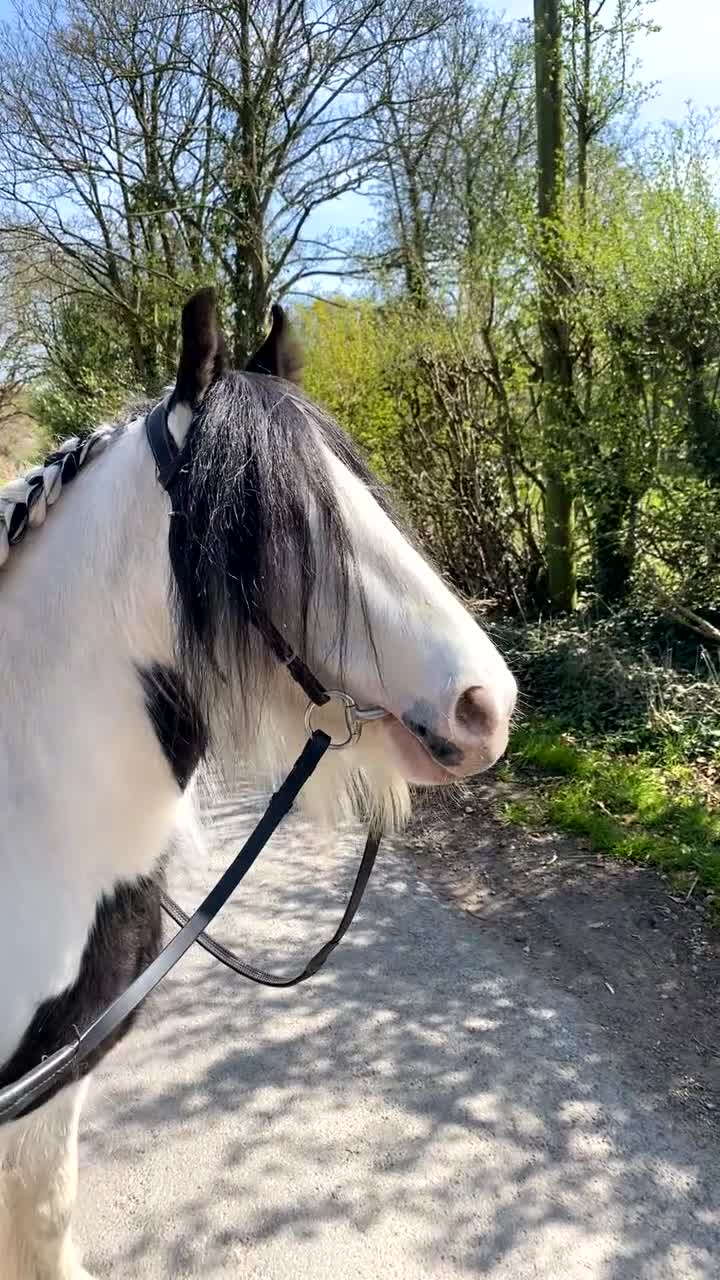 Tinker horses for sale: Family pony for sale  - Video 5