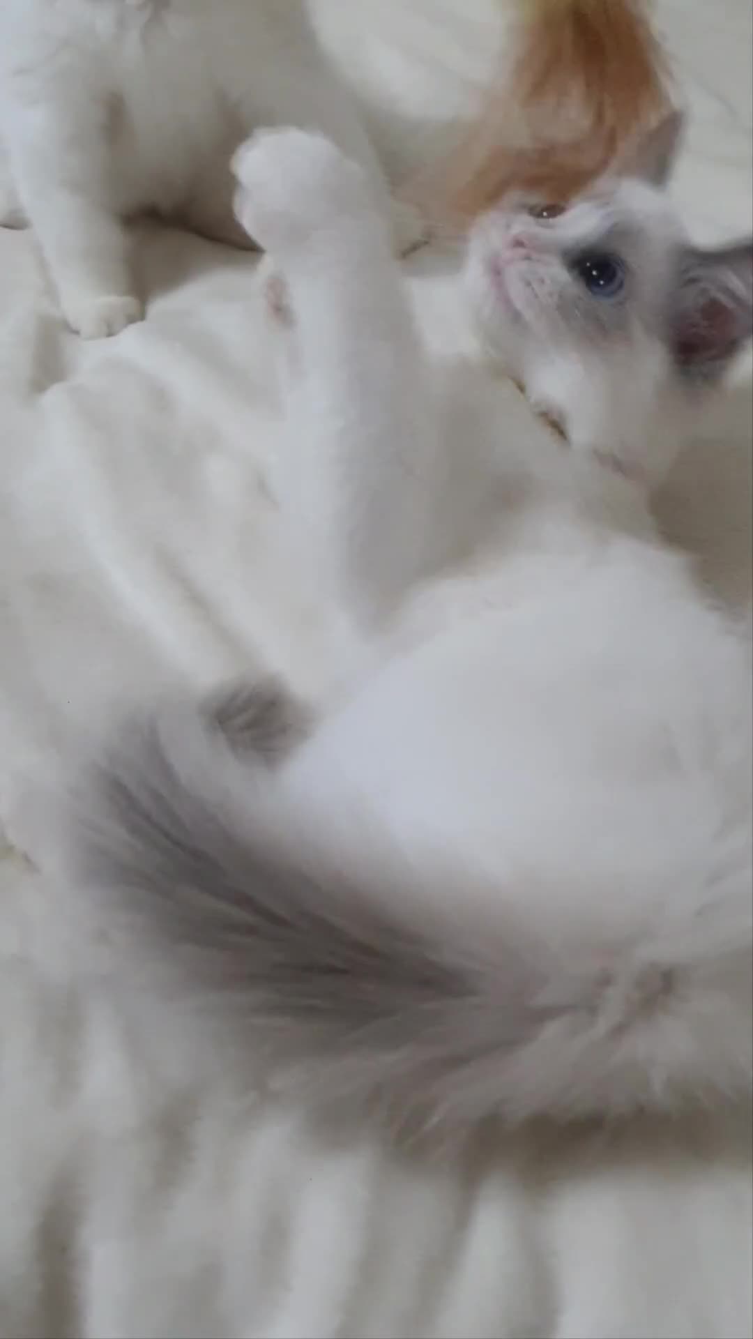 Ragdoll cats for sale: ACTIVE GCCF CHAMPION RAGDOLL EXTENSIVELY HEALTH TE - Video 1