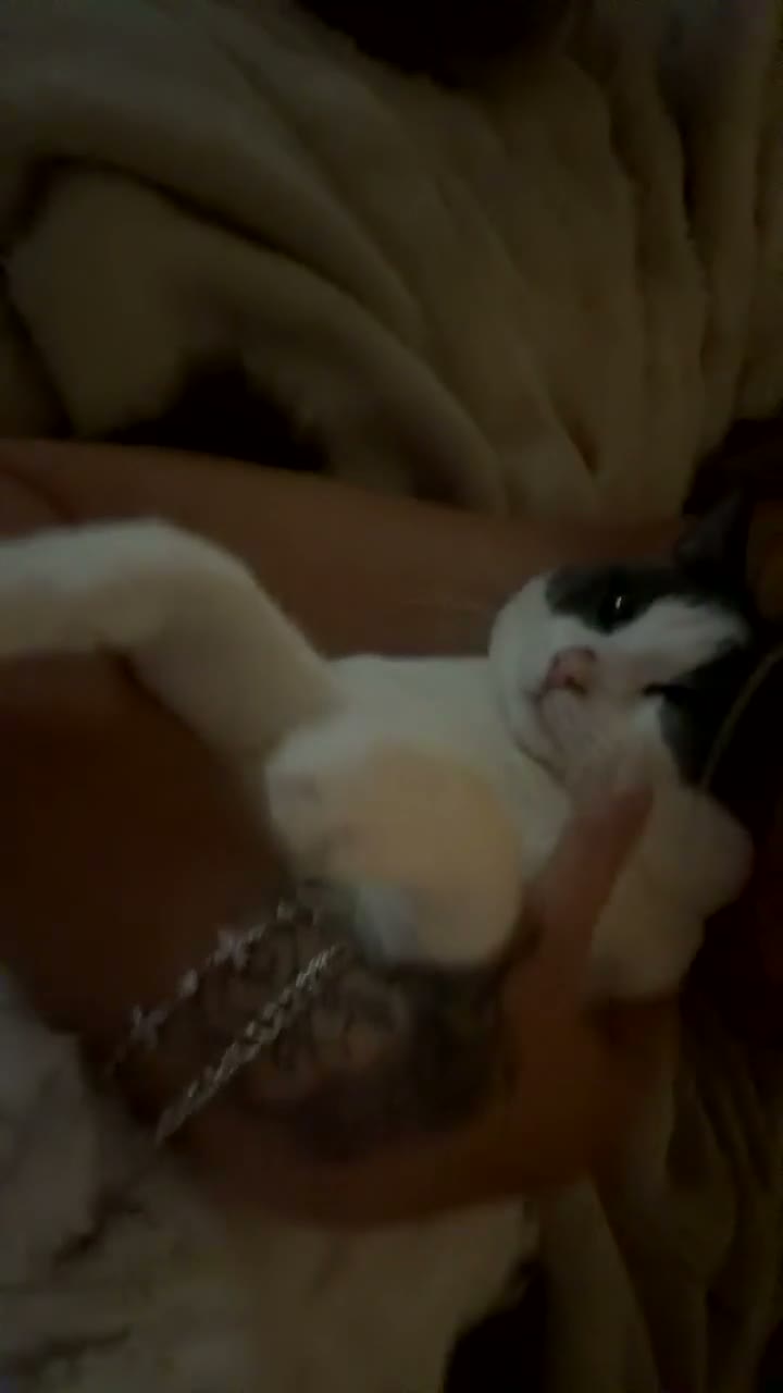 Turkish Van cats for sale: Free to go to a good home  in Leicester - Video 1