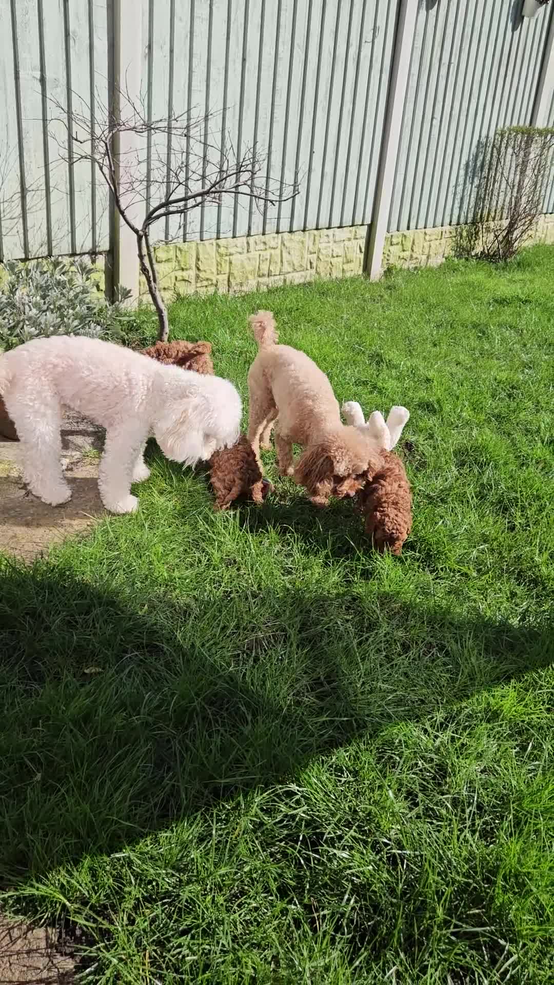 Toy Poodle dogs for sale: Beautiful red toy poodles  - Video 4