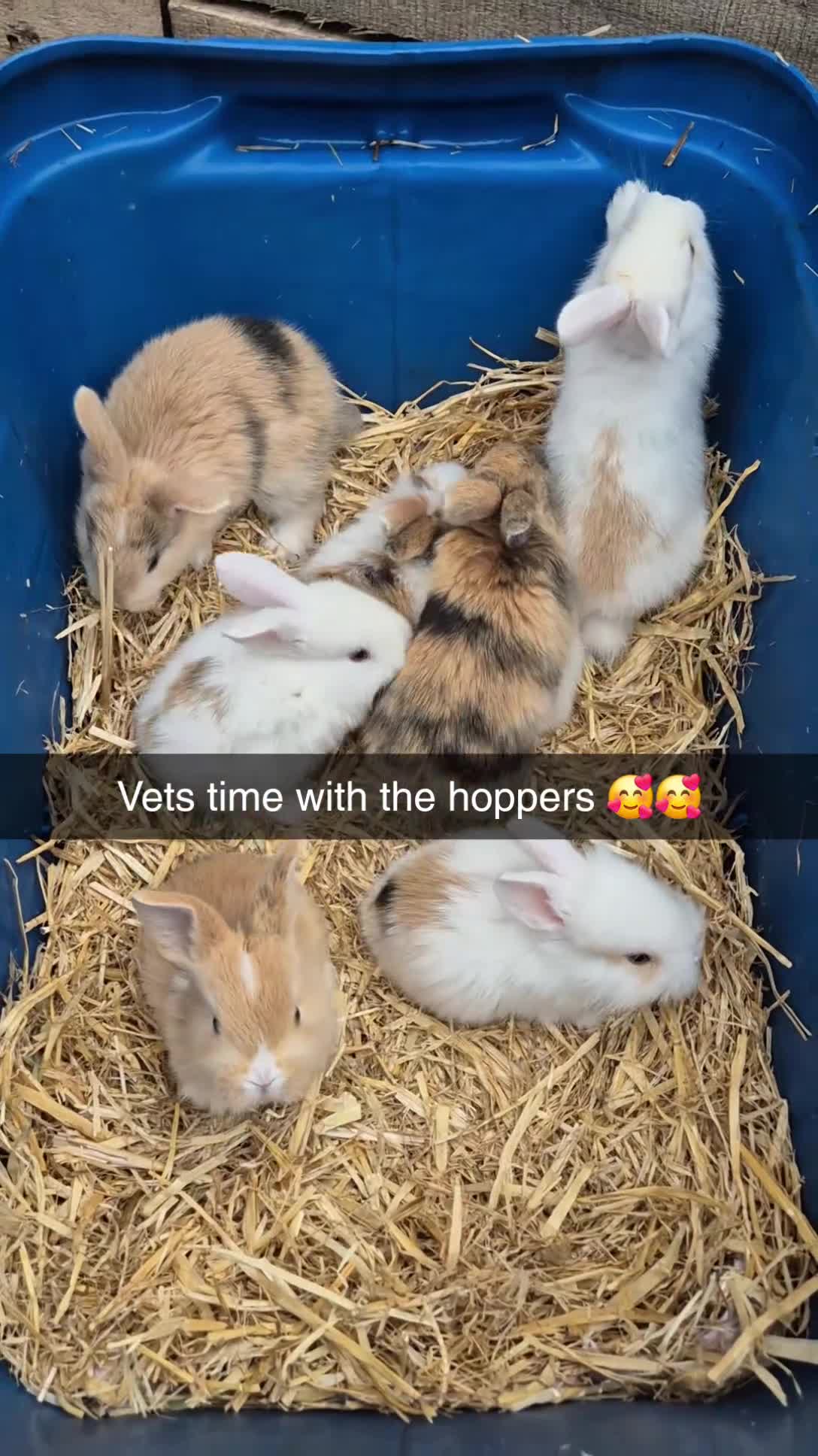 Mixed Breed rabbits for sale: 3 male Lionxlop buns very playful, well handled - Video 2