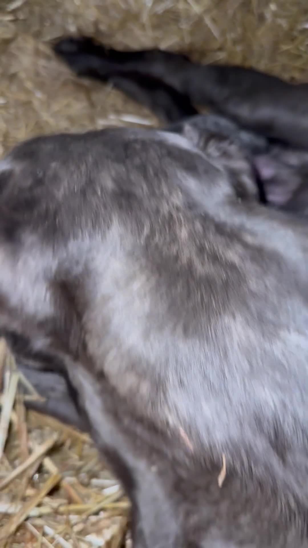 Cane Corso dogs for sale: Cane corso puppy’s  - Video 1