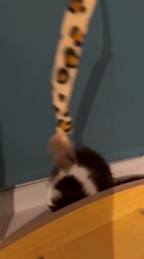 Mixed Breed cats for sale: Norwegian Forest X Ragdoll  - Video 4