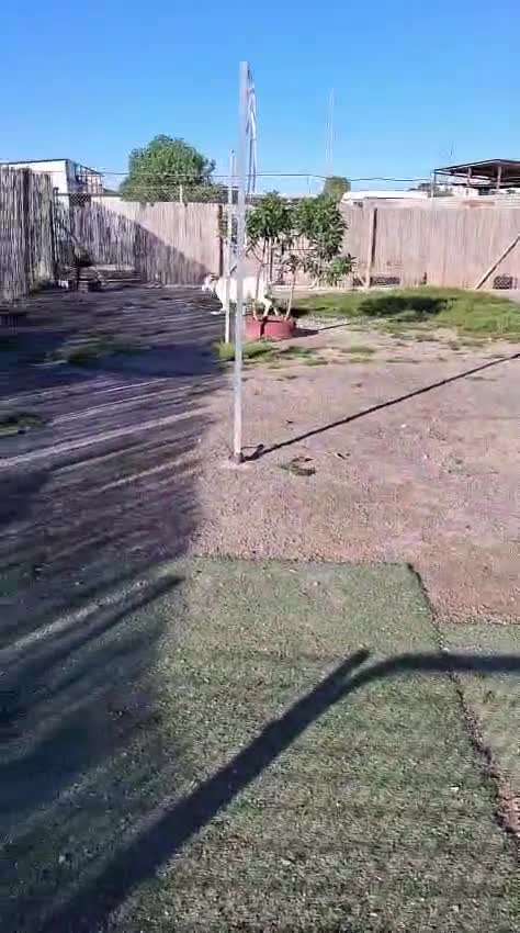 Mixed Breed dogs for adoption: Snoop❤️🐾 - Video 2