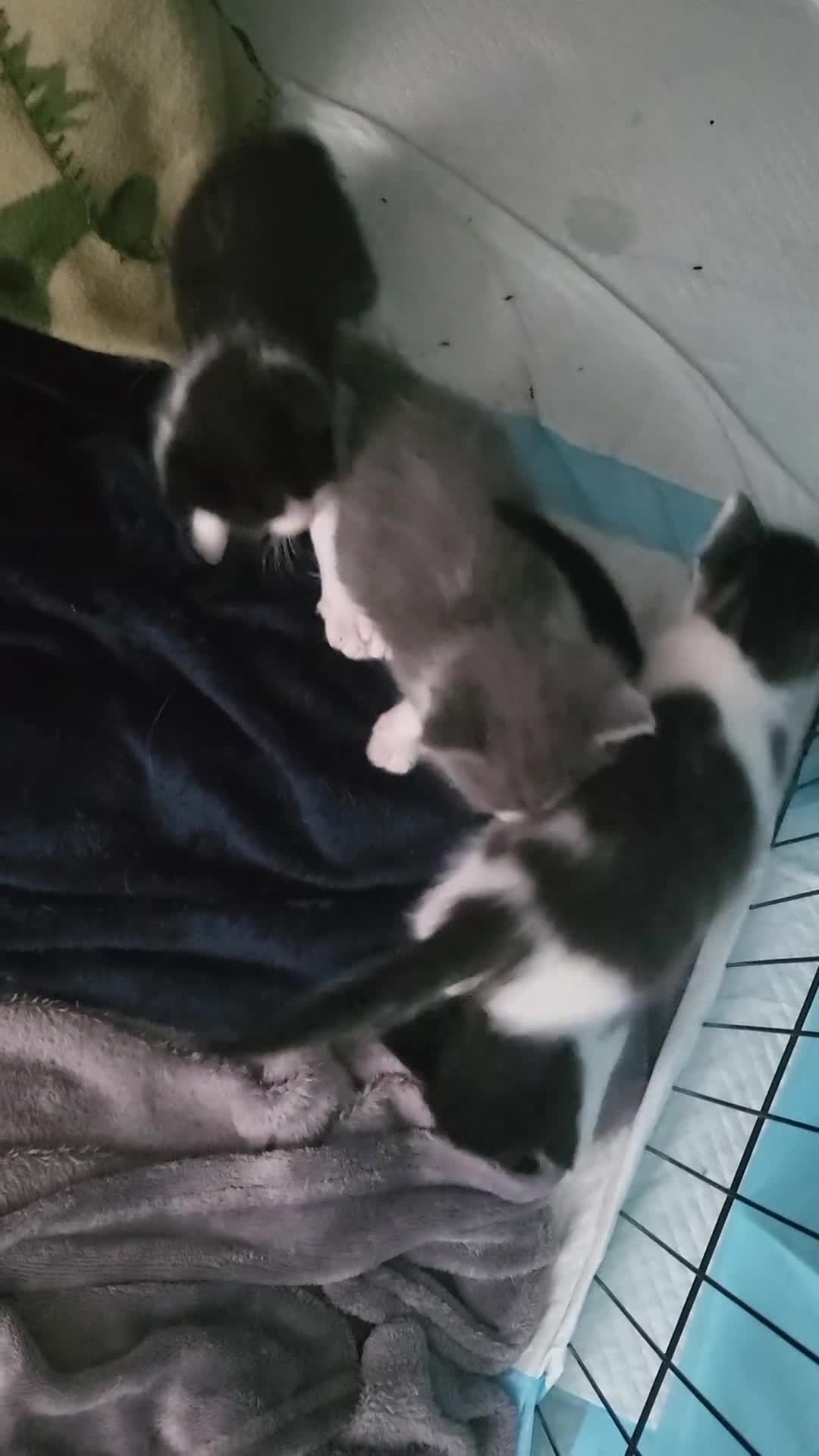 Ragdoll cats for sale: Kittens  - Video 2