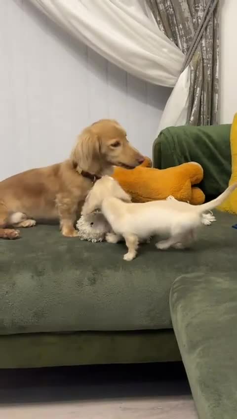 Miniature Dachshund dogs for sale: Beautiful Cream LongHaired Miniature Dachshund Pus in Hull - Video 1