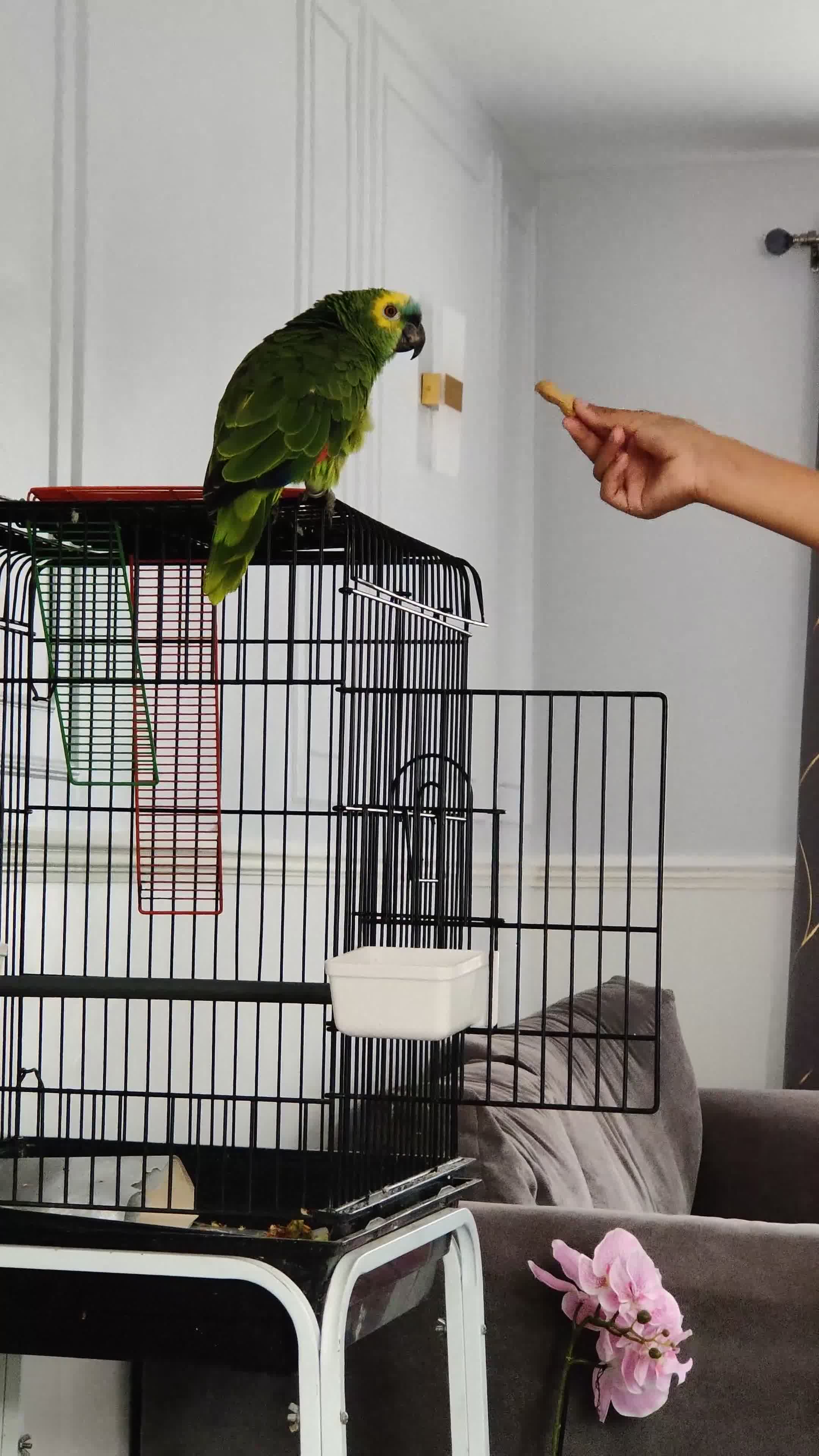Parrots birds for sale: Beautiful Blue Fronted Amazon Parrot 6 years old in Worcester - Video 3