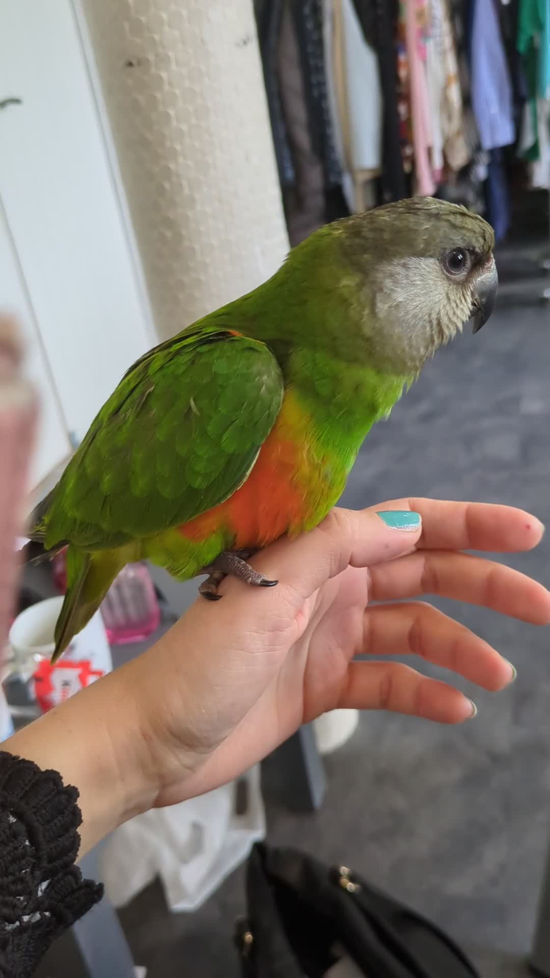 Parrots birds for sale: Senegal babies hand reared silly tamed  - Video 2