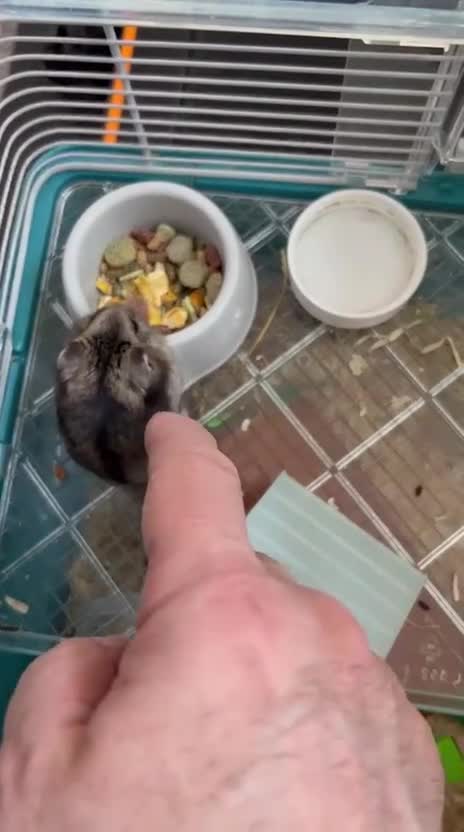 Hamster rodents for sale: Russian dwarf hamster  in Aberdare - Video 1