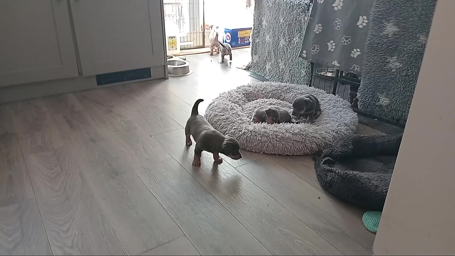 Jack Russell dogs for sale: Lilac/Blue Jack Russell puppies  in Hornchurch - Video 4