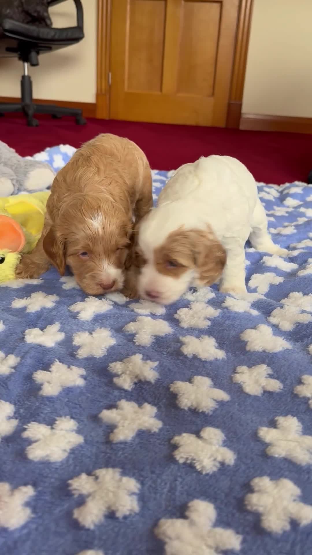 Cockapoo dogs for sale: F1 SHOW COCKAPOOS - Video 1