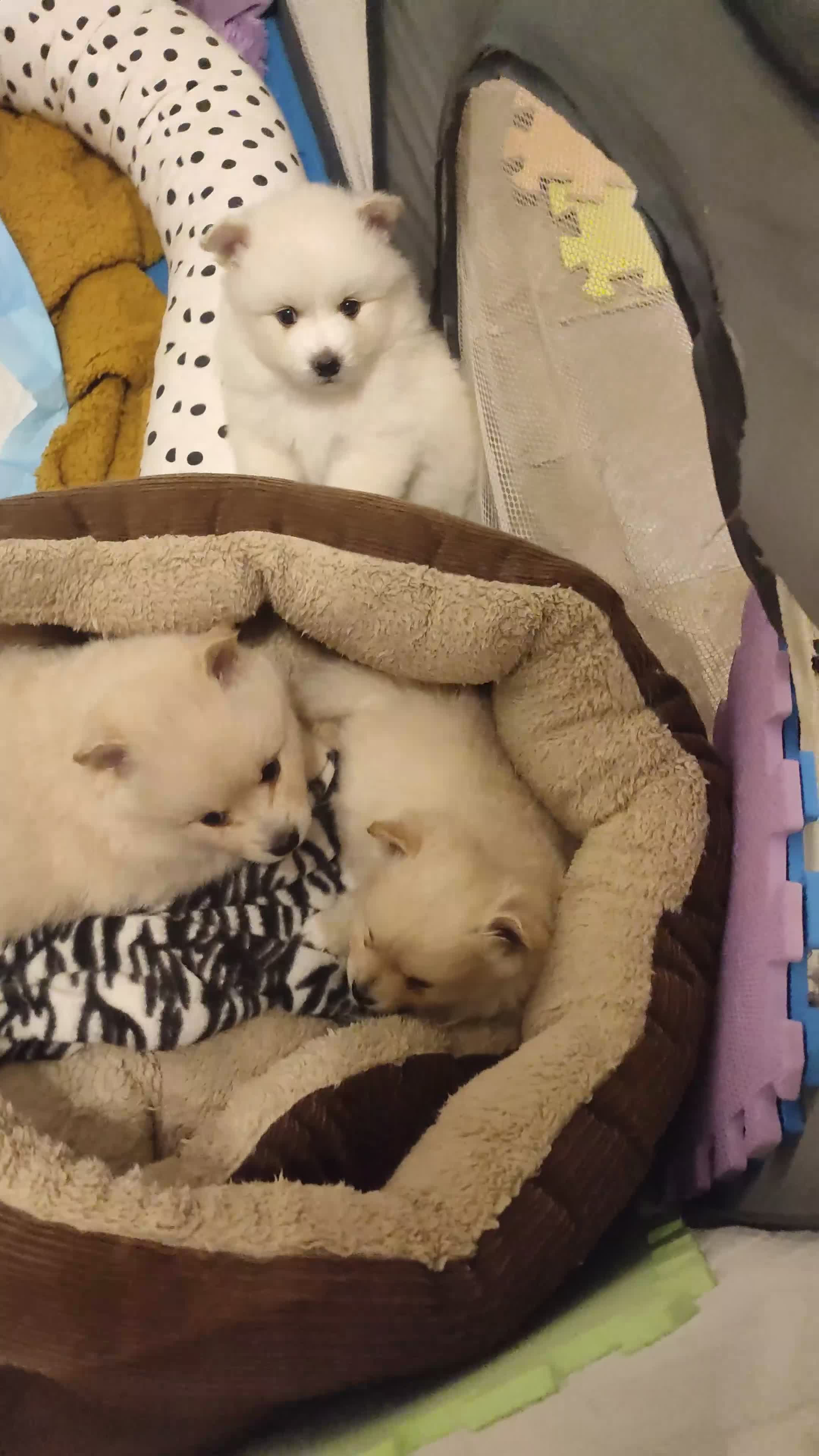 German Spitz dogs for sale: Unique female Spitz puppy available now - Video 1