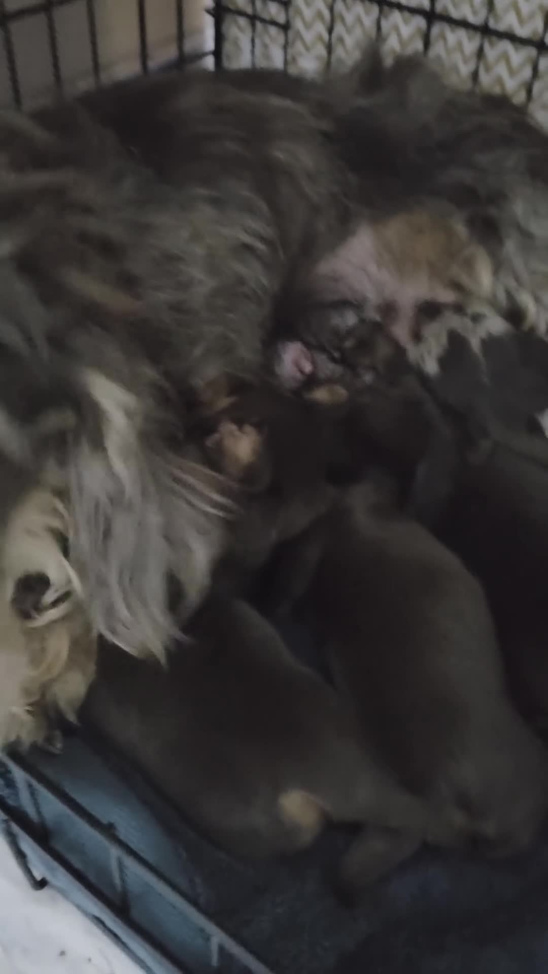 Dachshund dogs for sale: Adorable Dachshunds Ready for Their Forever Homes - Video 1