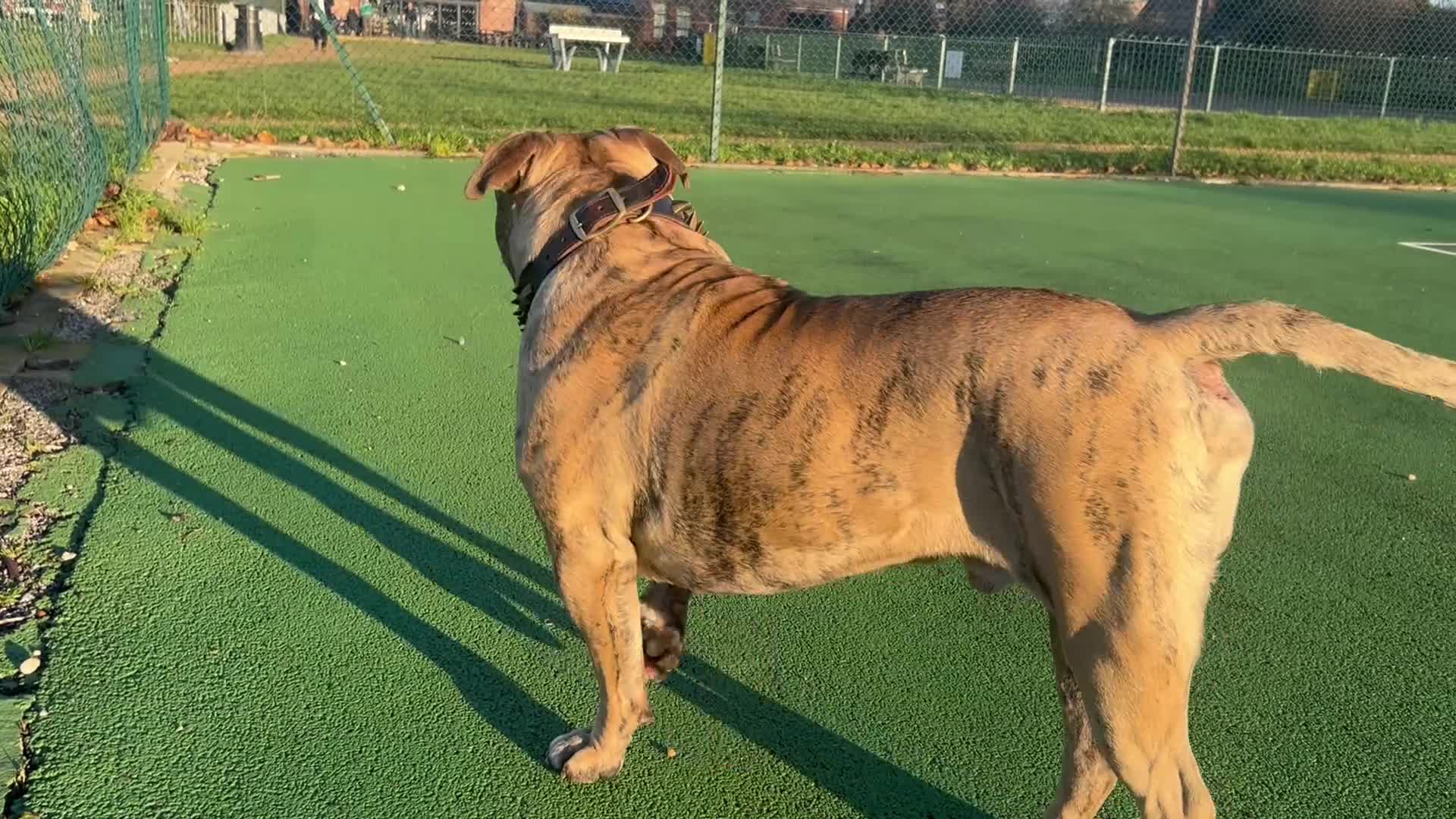 Old Tyme Bulldog dogs for sale: 19 month olde tyme bulldogge  - Video 2