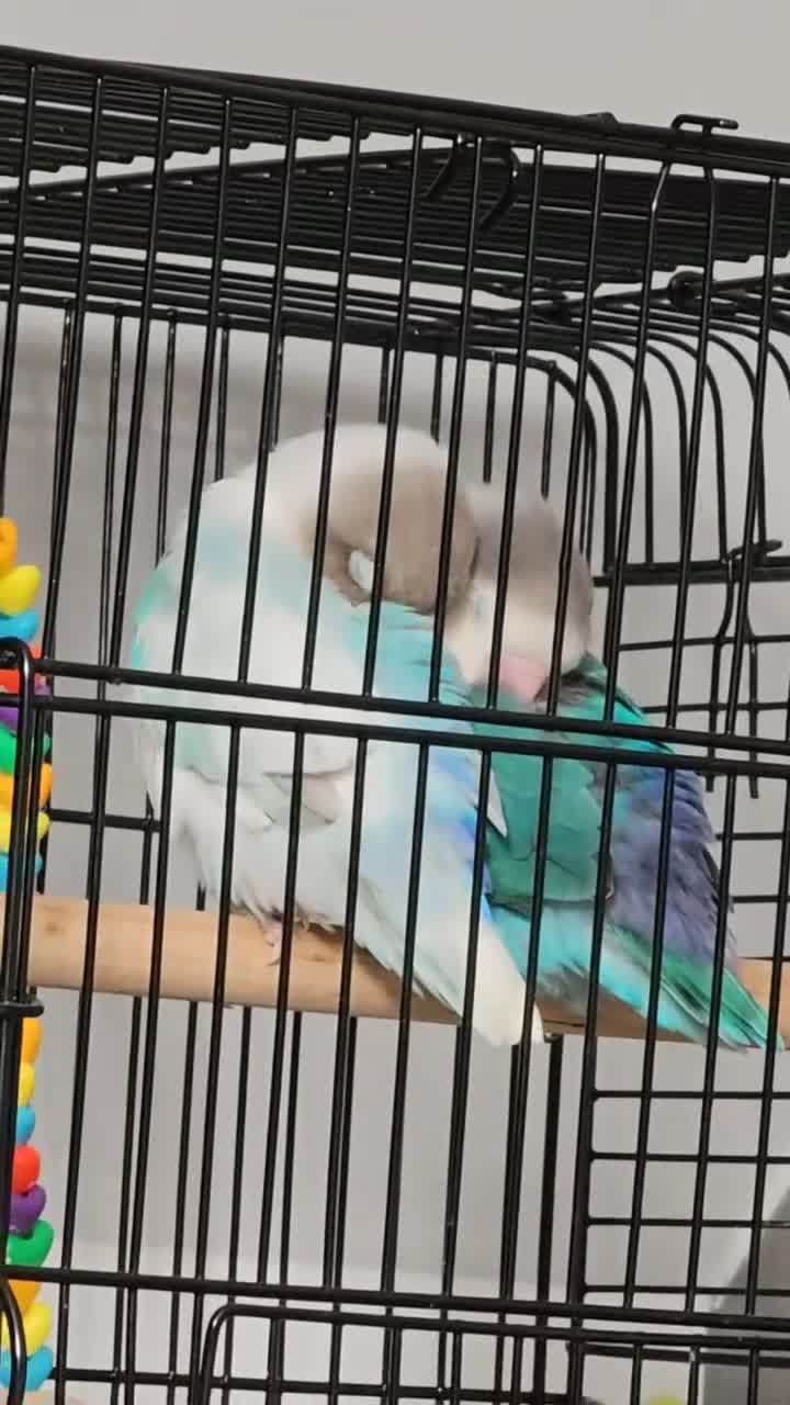 Lovebirds birds for sale: Lovebirds  - Video 2