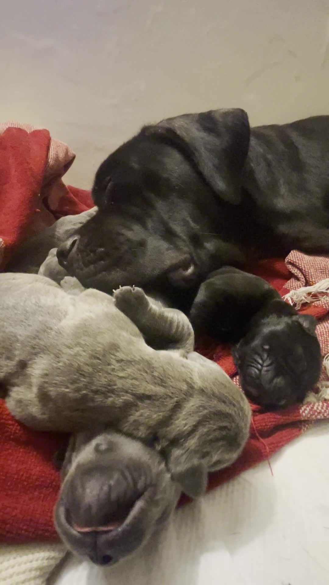 Cane Corso dogs for sale: Outstanding ICCF Cane Corso Pups, Family-Guardians in Manchester - Video 2