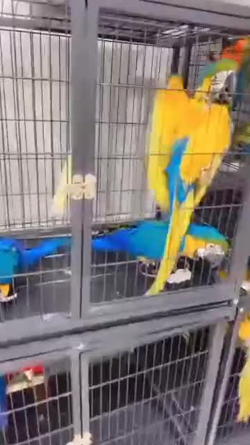Parrots birds for sale: Macaw blue and gold  - Video 1