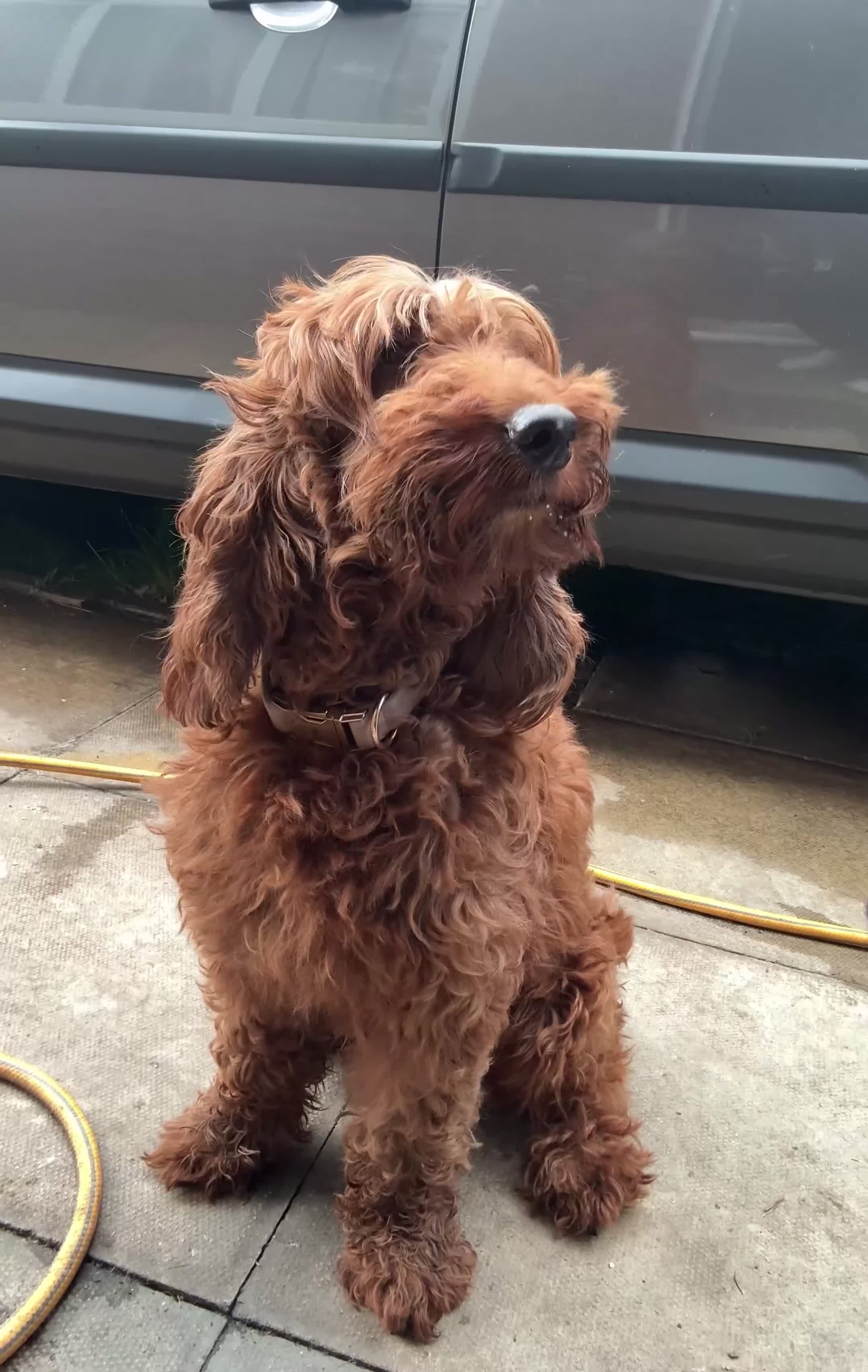 Irish Doodle dogs for sale: Beautiful Irish Doodle girl - Video 1