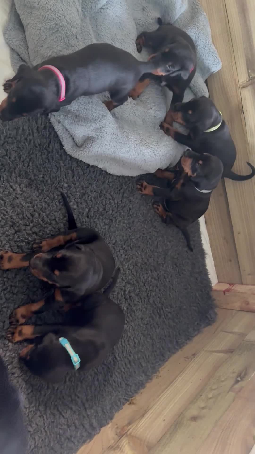 Dobermann dogs for sale: Dobermans for sale in Ayr - Video 1