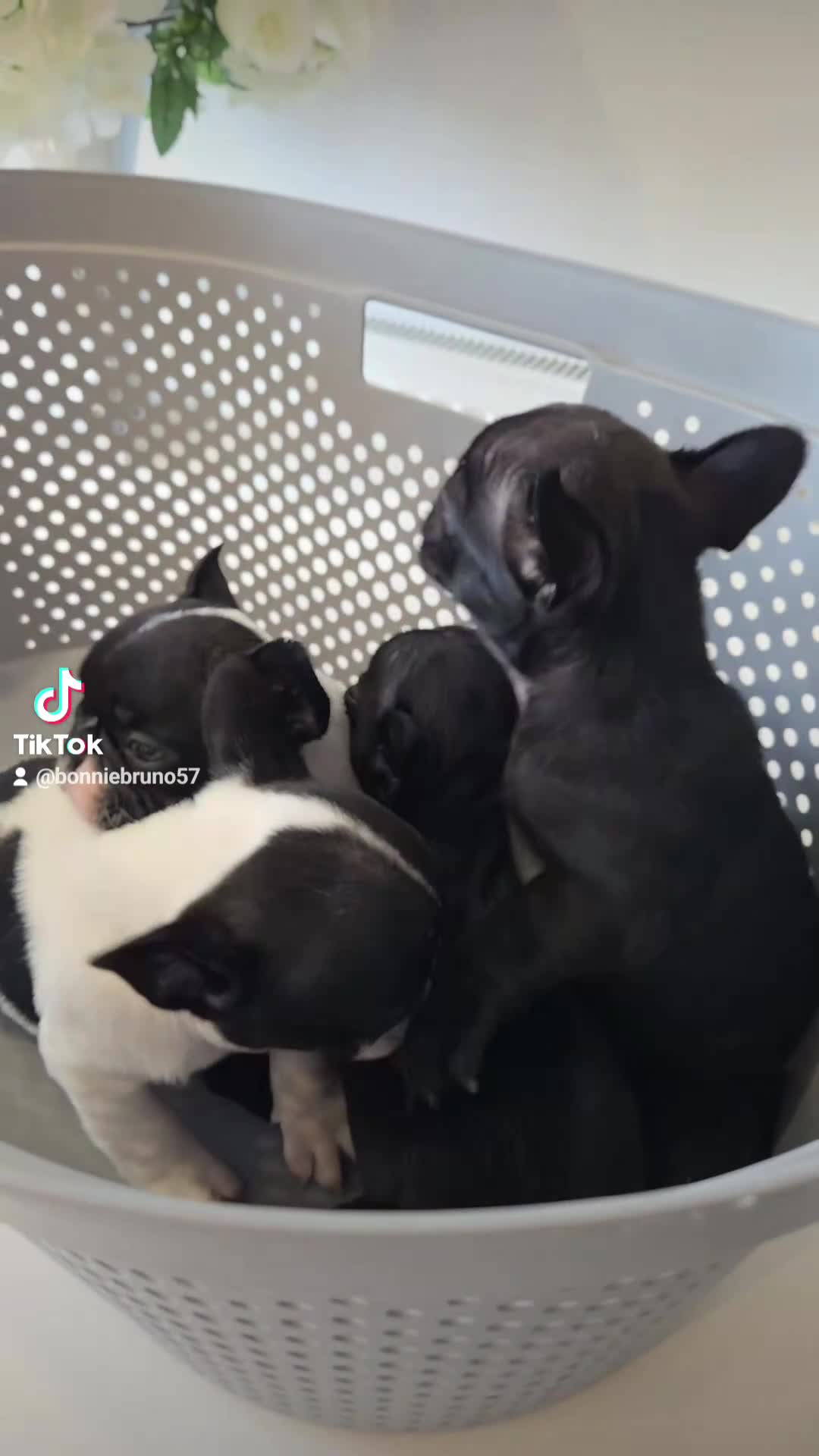 French Bulldog dogs for sale: French bulldog puppies  - Video 2