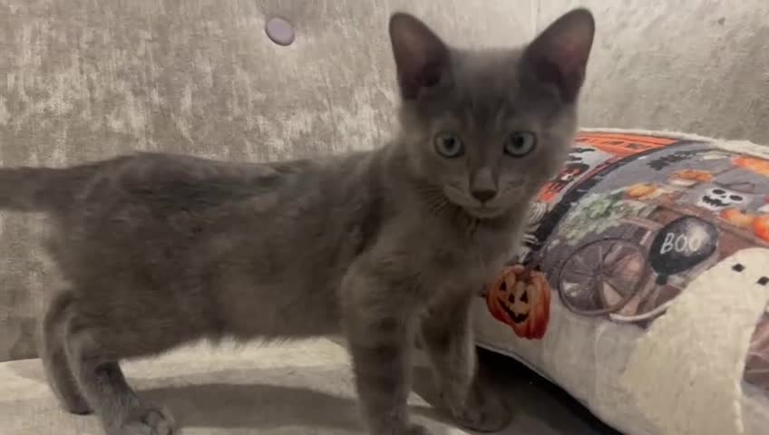 Bengal cats for sale: Blue bengal kittens for sale - Video 1