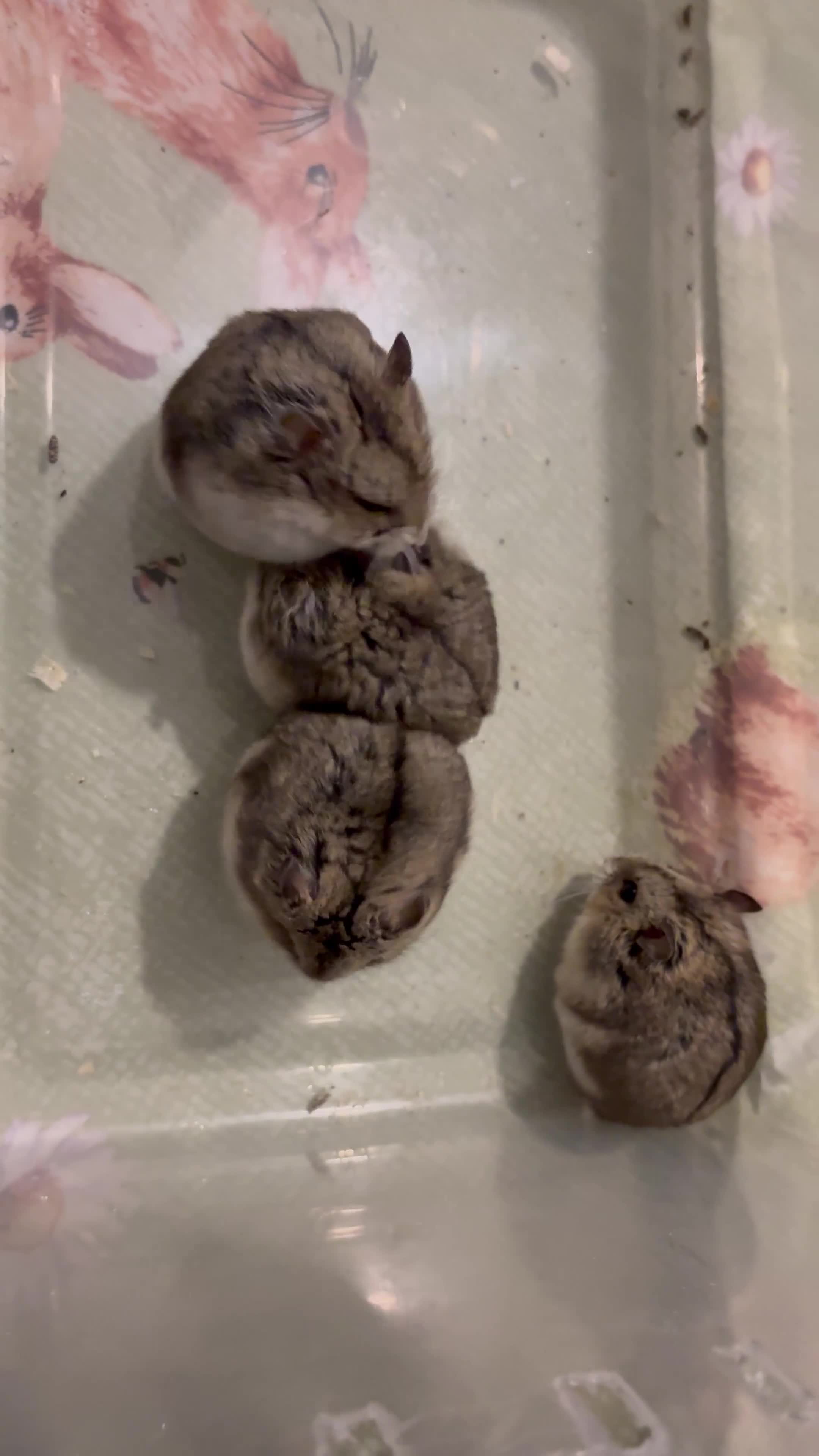 Hamster rodents for sale: Pure bred Campbells dwarf hamsters  - Video 1