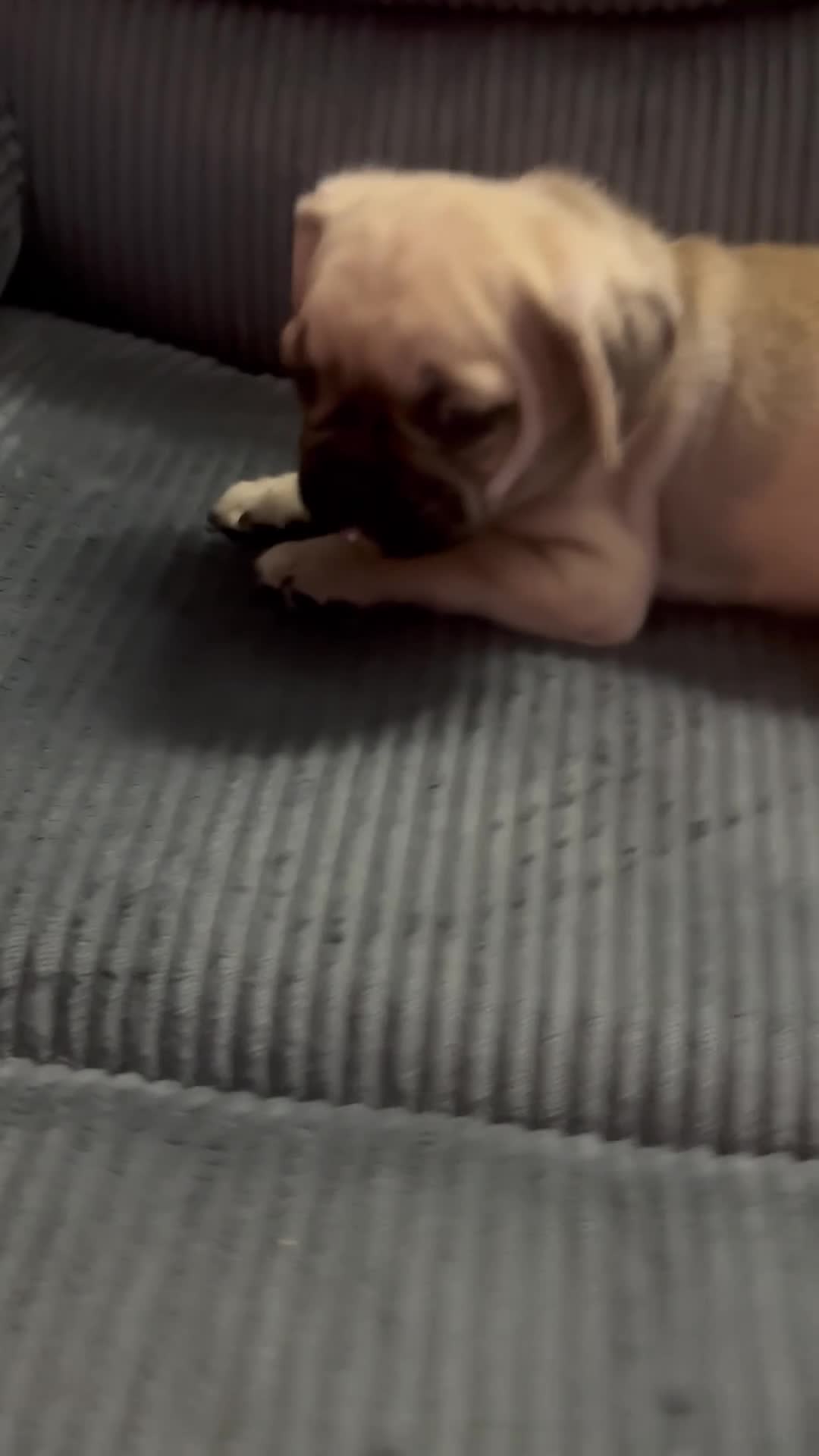Frug dogs for sale: Brown Frug Boy - Video 1