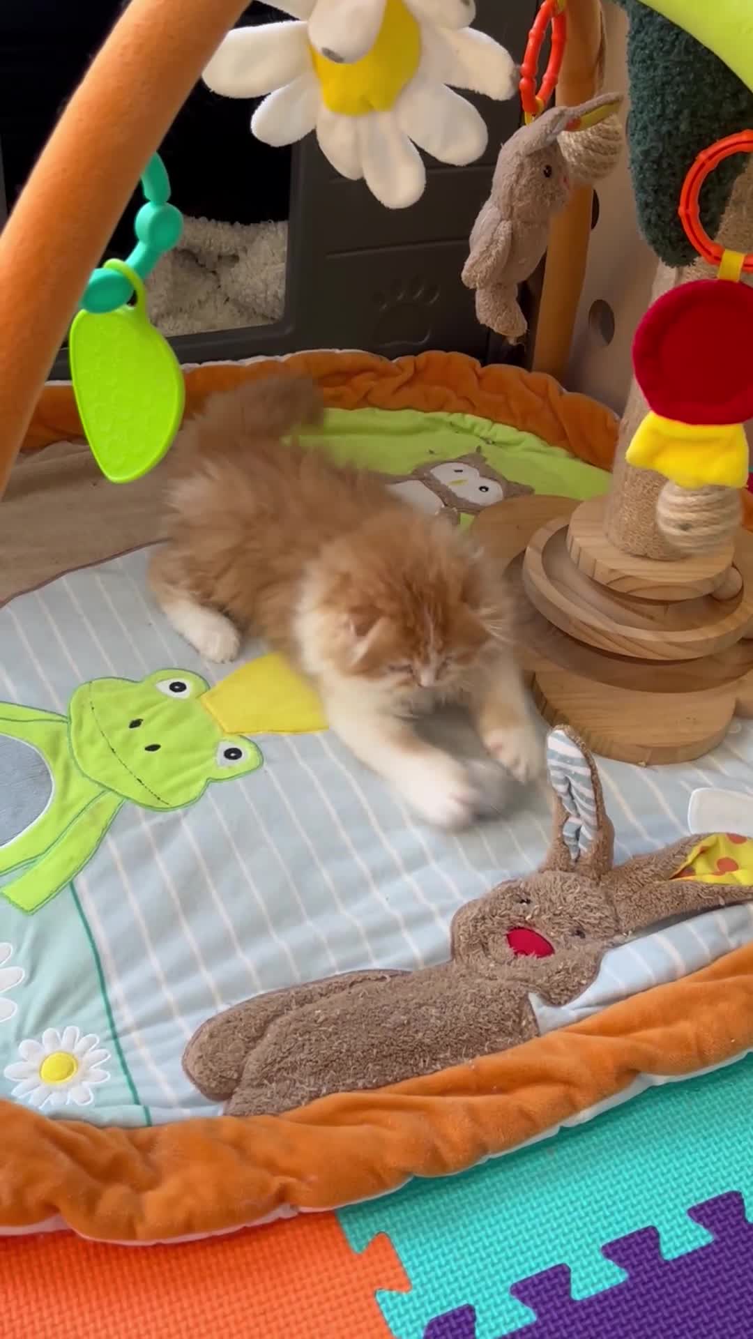 Scottish Fold cats for sale: Scottish Fold TICA registered - Video 1