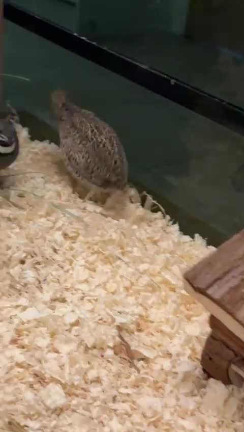 Quail poultry for sale: pairs of Chinese painted quail  - Video 1