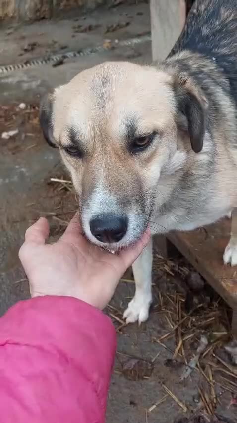 Mixed Breed dogs for adoption: CHLOE - a Lovely mix breed Girl, for a Loving Home - Video 2