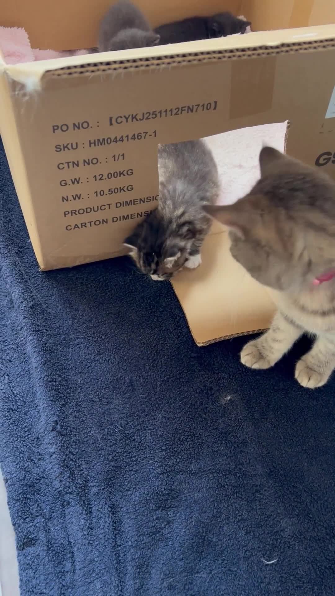 Mixed Breed cats for sale: 3 gorgeous fluffy kittens available. - Video 2