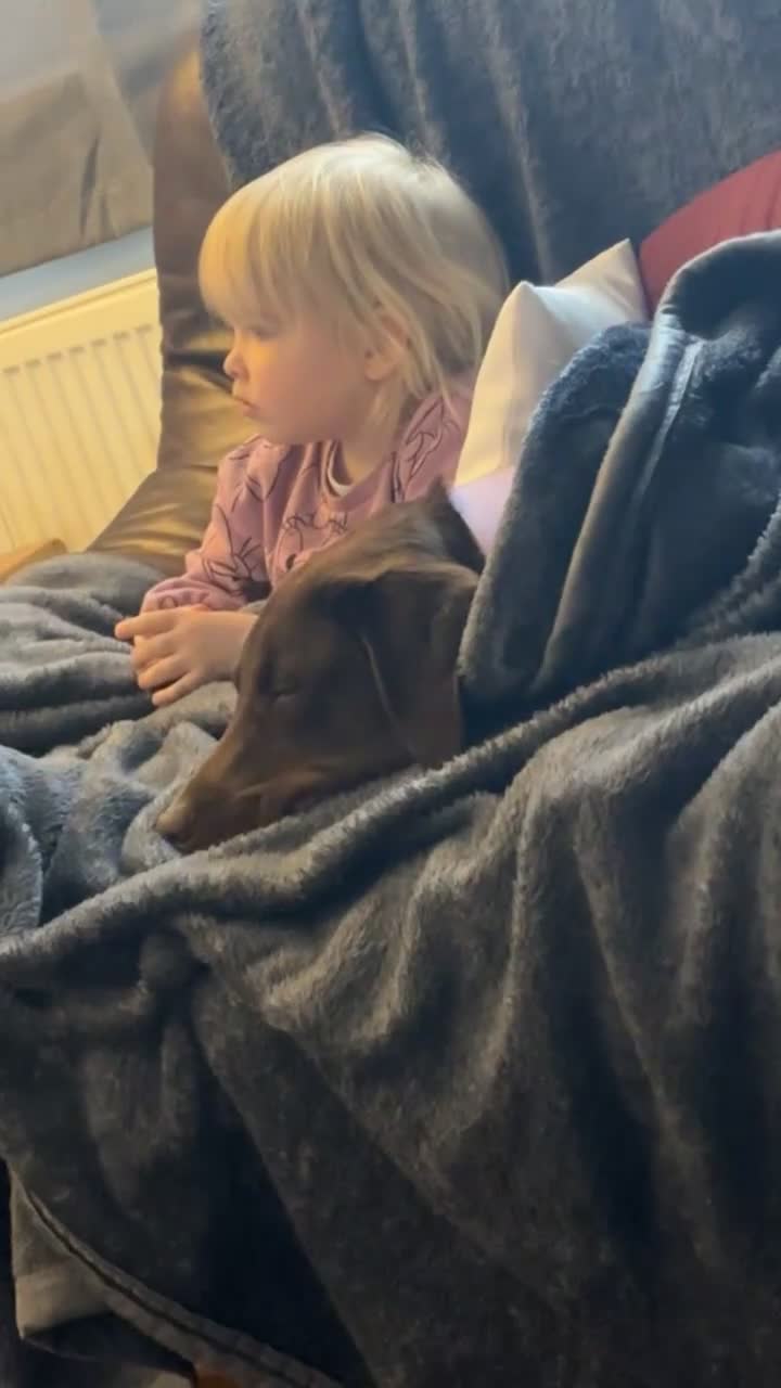 Labrador Retriever dogs for sale: Chocolate Labrador in Knottingley - Video 1