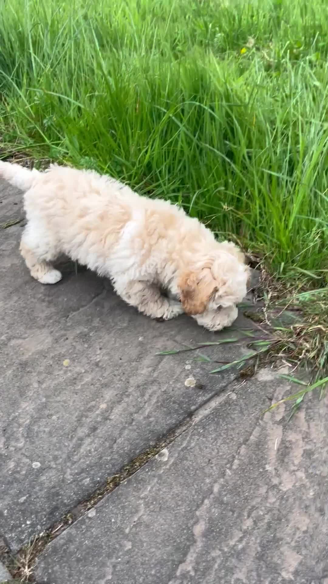 Poochon dogs for sale: Poochon Puppies F1  in Kidwelly - Video 5