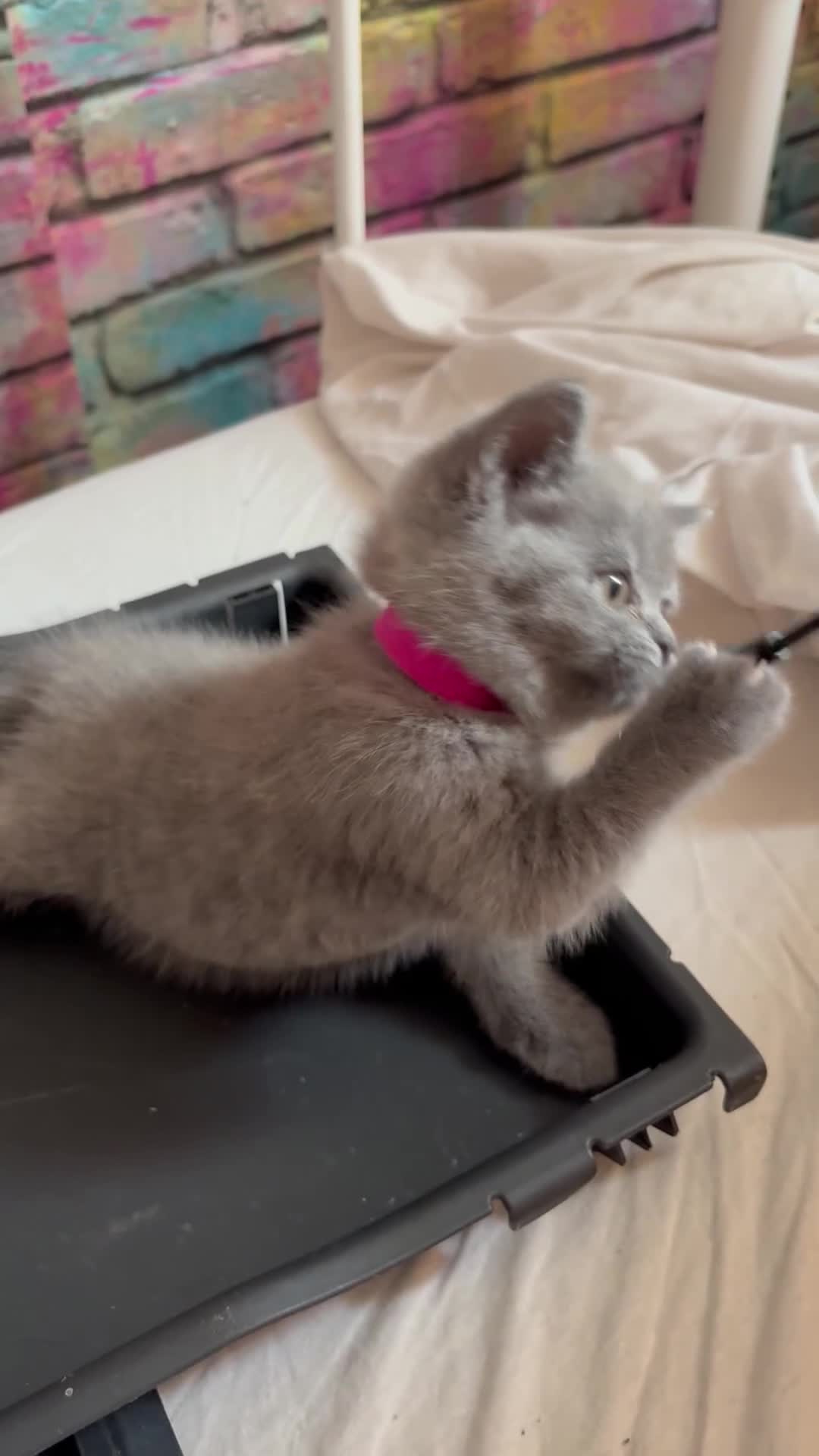 British Shorthair cats for sale: British Blue Kittens Ready To Be Rehomed 🩶 - Video 1