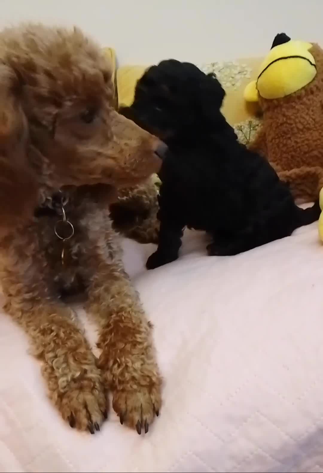 Toy Poodle dogs for sale: Toy poodle boy - Video 1