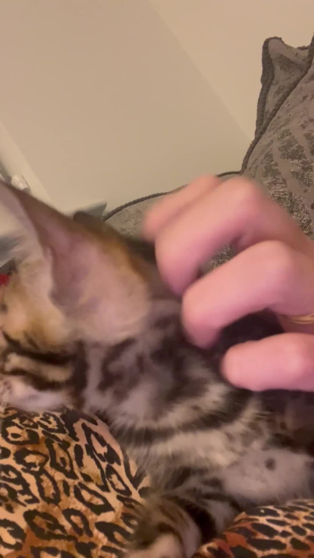 Bengal cats for sale: Stunning full pedigree bengal kittens *READY*  - Video 3