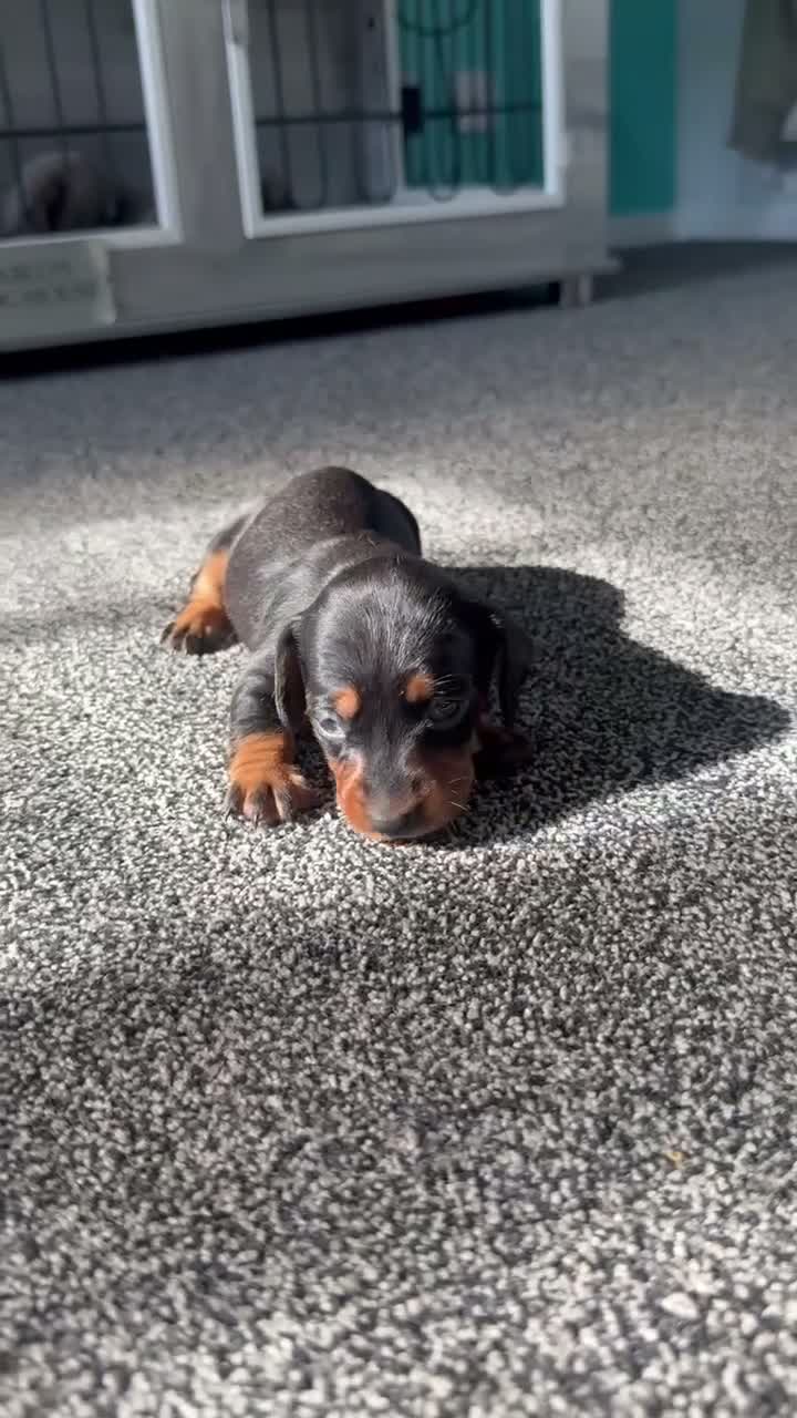 Dachshund dogs for sale: Dachshund in Bridgwater - Video 1