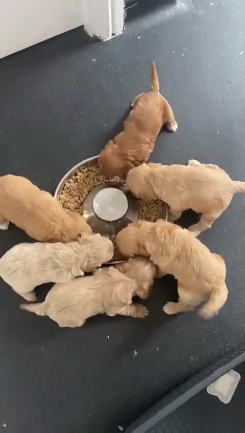Cockapoo dogs for sale: F1 Cockapoos - Video 1
