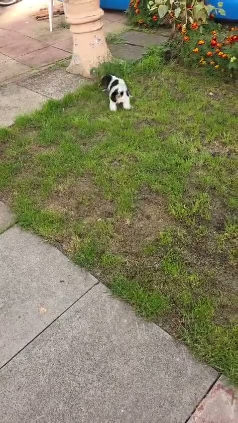 Fox Terrier dogs for sale: Fox Terrier  in Wednesbury - Video 1