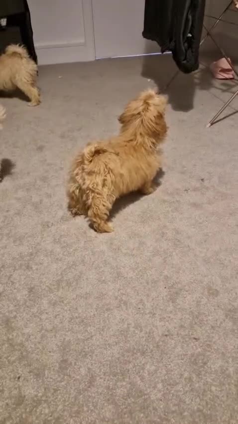 Cavapoo dogs for sale: Beautiful cavapoo puppies - Video 1