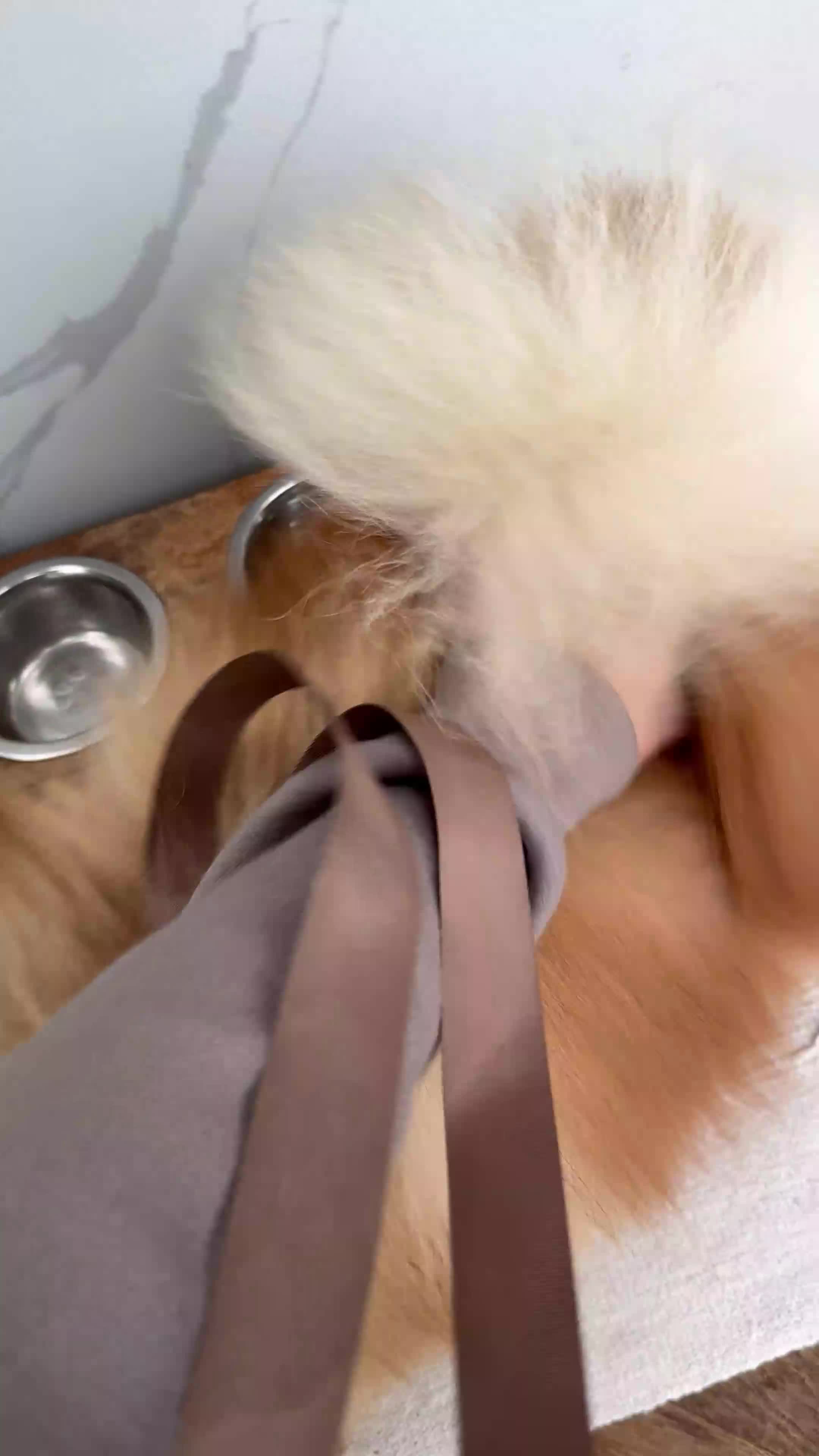 Pomeranian dogs for stud: Looking for a Girlfriend for Fluffy 🐾 - Video 1