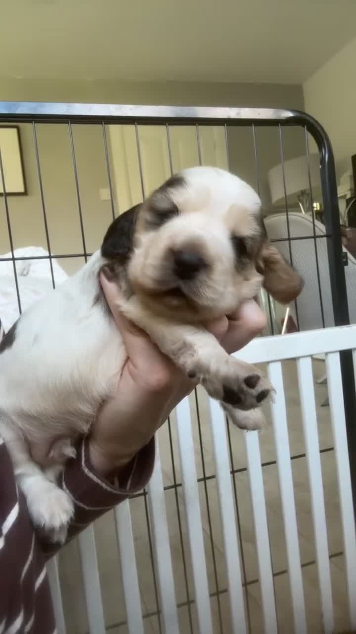 Cocker Spaniel dogs for sale: 🤎 LAST show cocker spaniel🤎 - Video 1