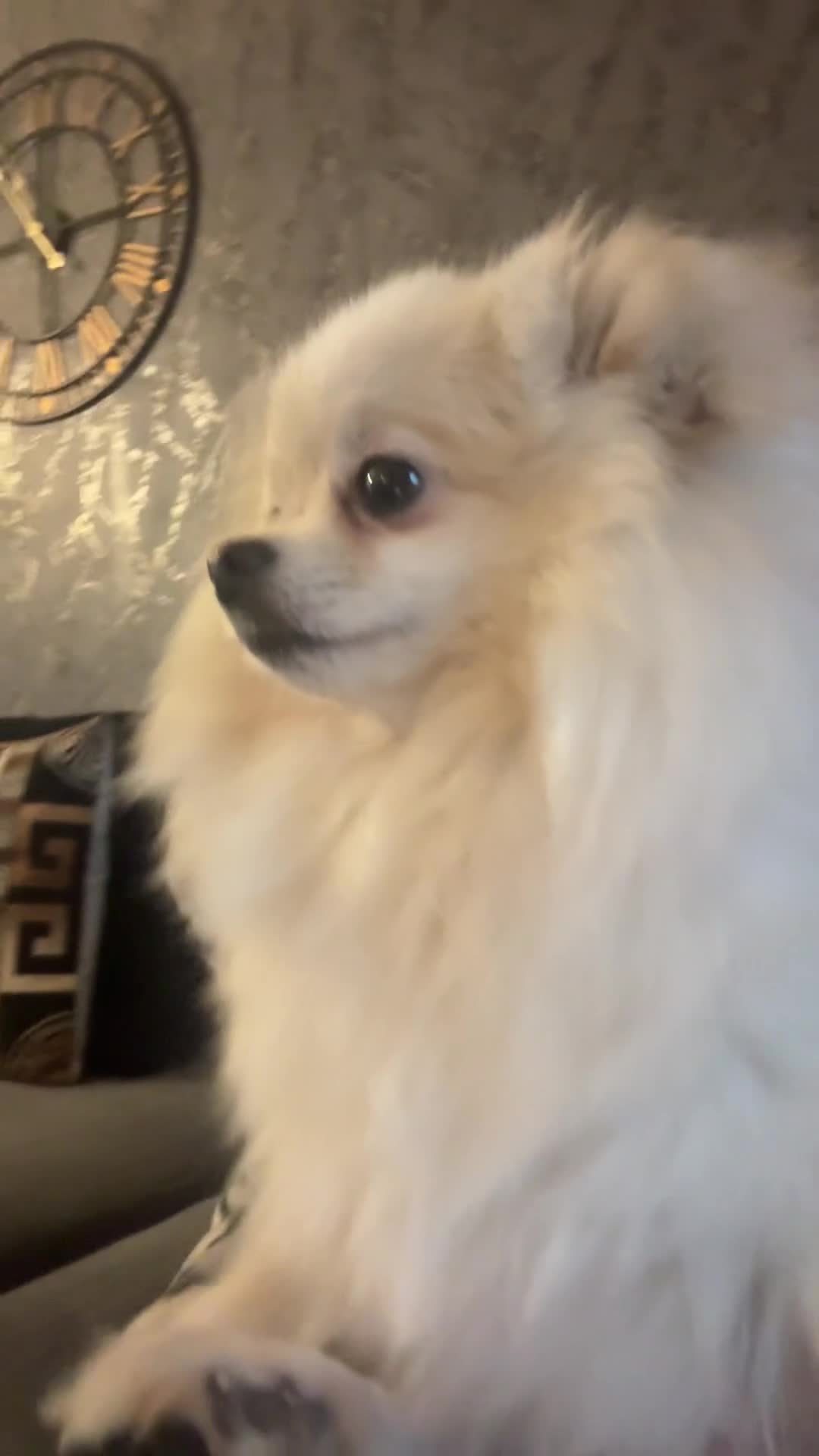 Pomeranian dogs for sale: Beautiful 2 and half year old white fluffly pom  - Video 2