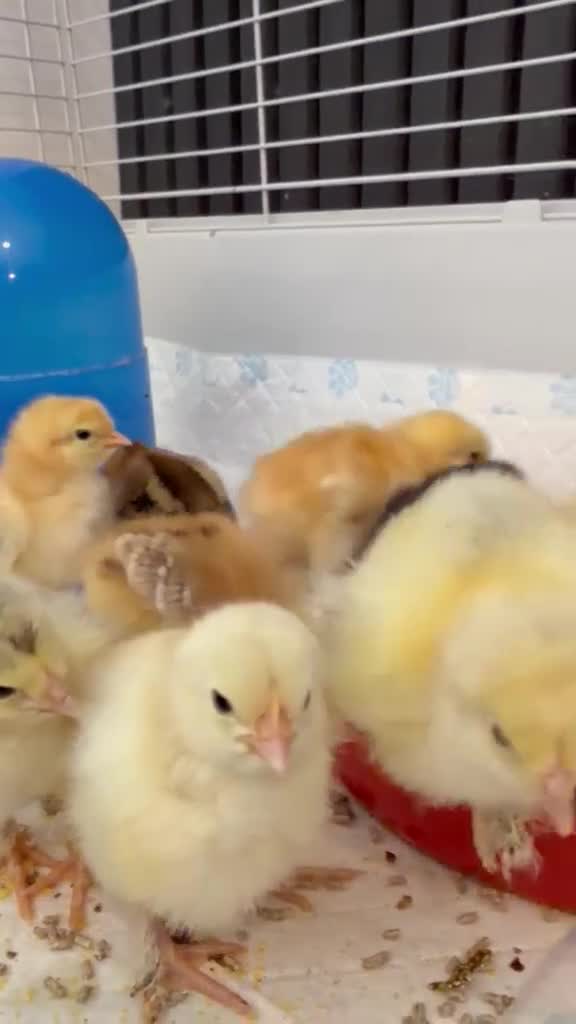 Chickens poultry for sale: 6 days old chicks ,brahma ,araucana ,bluebelle  - Video 1